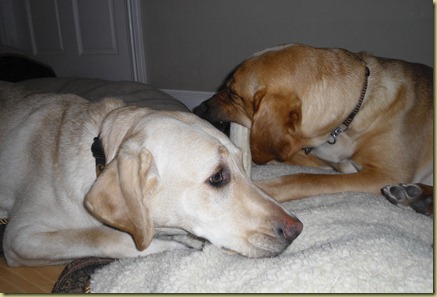 Wendy is on a dog bed chewing a sterile bone.  Reyna has her head next to Wendy and she is in a down being a good girl.