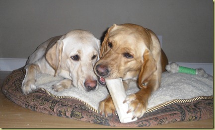 Wendy chewing the bone again and Reyna laying there patiently waiting her turn.