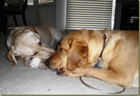 A close up of Reyna and Wendy both chewing on sterlie bones.