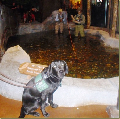 Sheba sitting infront of the indoor pond with flyfishermen in the background.