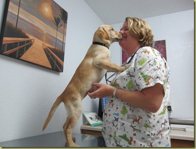 Vienna meets her vet for the first time.  She is on the vet table on her back legs with her front paws on the vets chest.  Vienna is giving the vet a kiss hello.