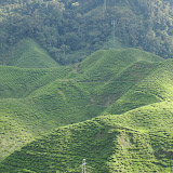 Ringlet Tea Farm