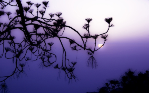 Purple Haze Purple Haze 10 Wallpapers Alta Resolução