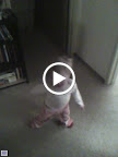 IMG_0009.mp4
