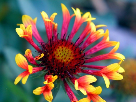 [flower pretty[3].jpg]
