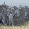 elephants du p n w extrme-nord.jpg