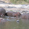 hippopotames au p.n de la bnou - rgion du nord-k.jpg