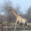 girafe du pnw region extreme -nord.jpg
