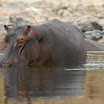 hippopotames au parc national de la bnou rgion du nord.jpg