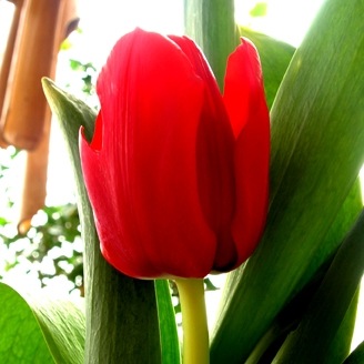 [tulipan-rojo[8].jpg]