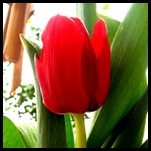 tulipan-rojo