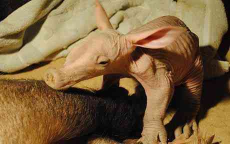 New baby aardvark
