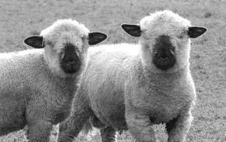 A integrate of lambs taken by Pete Cunliffe
