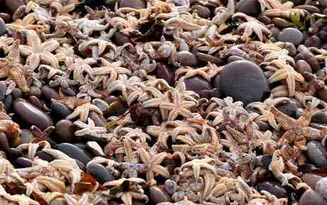 Thousands of starfish have been cleared up on a Devon beach after apropos sleepy spawning