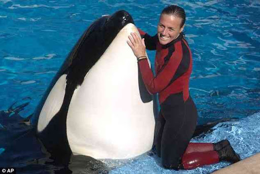 SeaWorld tutor Dawn Brancheau, graphic with one of her animals, was dragged to her genocide by a torpedo whale at the journey park