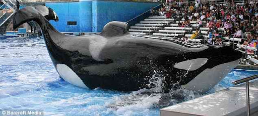 Sheer power: Tillikum, the torpedo whale that killed Mrs Brancheau