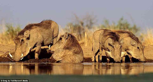 Greg du Toit images
