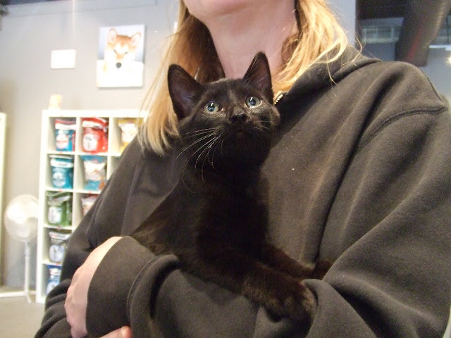 lucky black cat