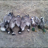 pond hunt.jpeg