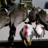 Not a bad morning of hunting