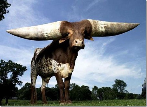Animal with Big Horn (5)
