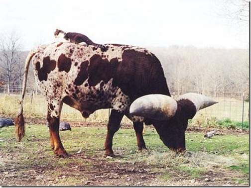 Animal with Big Horn (2)