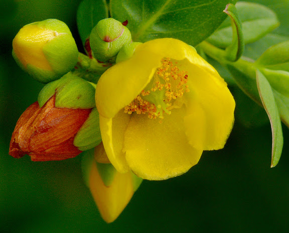 Hypericum uralum – Clusiaceae – Himalayan region including parts of Pakistan, Nepal, India, Bhutan, Myanmar and China; Bhutan origin of plant above. It was known to have medical properties in Classical Antiquity and is a common treatment in homeopathy, used for the healing of deep wounds or as a relief from depression. Contemporary pharmacology has isolated two compounds, hyperforin and hypericin, which are used to treat mild depression. Interestingly, in ancient Greece Hypericum was hung above pictures to ward off evil spirits (hyper-above and eikon-a picture). However, its effectiveness as an anti-depressant is still debatable and has a number of known side-effects, such as photosensitivity. Photo by James Gaither