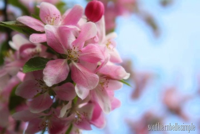 [pink flower 2 - ayla[11].jpg]
