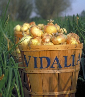 [vidalia_onions5.jpg]