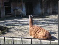 Feb2009-Zoo 020