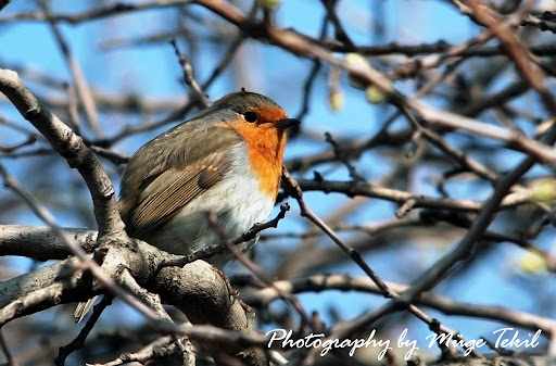 Robin2