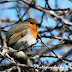 Robin2