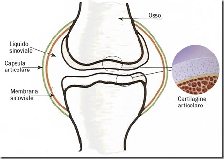 articolazione sana