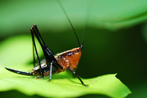 http://lh5.ggpht.com/_HPLJ8aneQSM/S_APouQWDwI/AAAAAAAAWBs/QbV8xhhNMio/DSC_2363.jpg