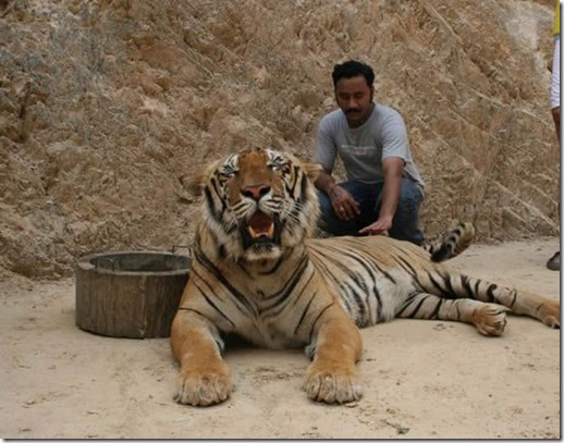 005_tigr