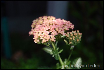 yarrow yarrow