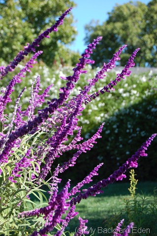 [salvia[7].jpg]