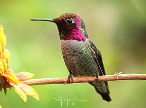 [annas_hummingbird_m[1][4].jpg]