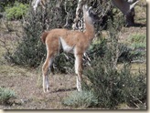 Parque National Torres Del Paine - Guanaco