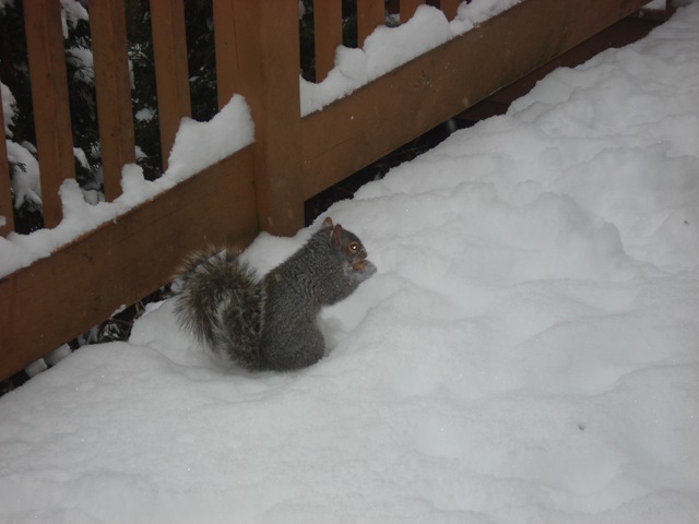 [squirrels 021[3].jpg]