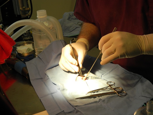 [Spay Day 2011-A 046[3].jpg]