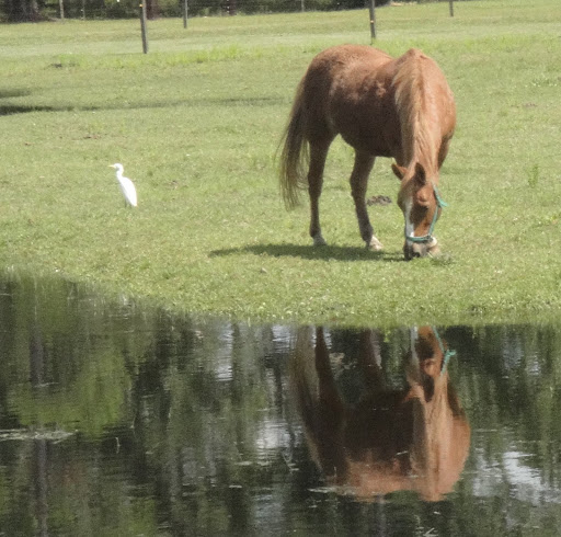 Tampa Bay Equestrian Communities