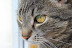 koty0023.jpg