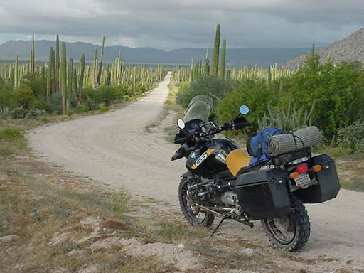 cactiforest.jpg