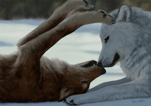 [The_sweet_wolf_couple_by_J_C[7].jpg]