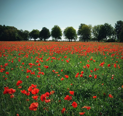 [USED field_stock_by_ZanaSoul[3].jpg]