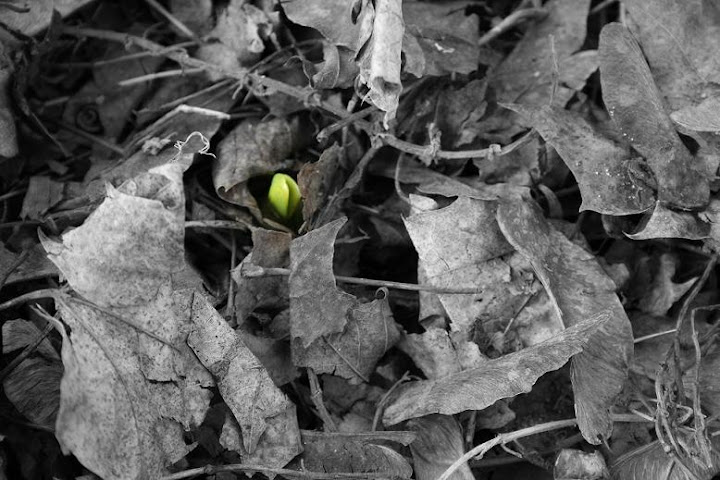 spring
