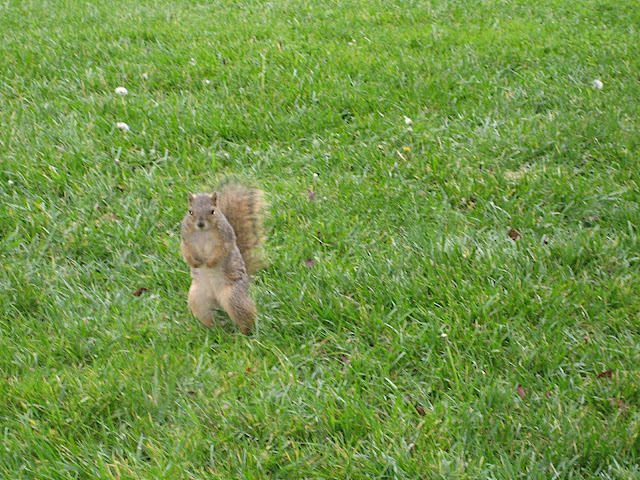 Chipmunk
