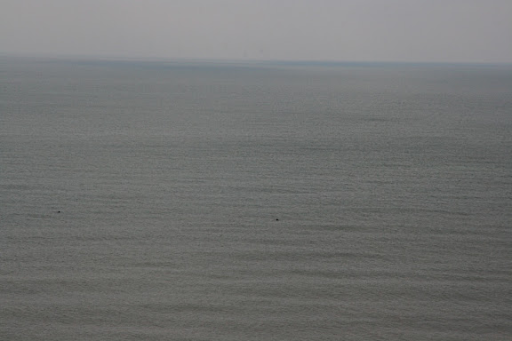 A visit from whales one morning (look closely)!