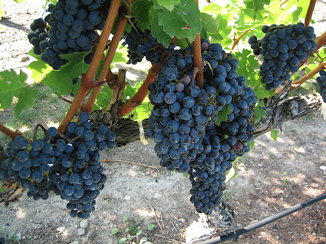grapes